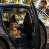 A happy golden retriever resting on the back seat of a Tesla Model 3 with open doors and owner standing nearby